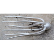 Cof za lov sulca MONARCH DOK Coff 15 cm | PEARLWHITE