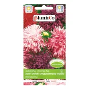 Platinet SEMENA PLATINET CHRYSANTHEM ASTER SEMENA CALLISTEPHUS CHINENSIS 1 G
