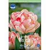 Čebulice tulipan Belicia, 10 kosov
