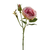 Vrtnica Anamary roza 37 cm - roza - 25 do 50 cm
