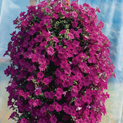Flora Ekspres Seme cveca, Surfinija purpurna-Petunia p.E.Wave Purple