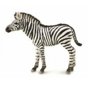 Zebra źrebię
