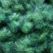Marabu za vezavo muh HENDS GRIZZLY MARABOU Green Olive | GM-325