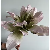 PROTEA