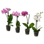 PHALAENOPSIS Lončnica, orhideja različne barve, 6 cm