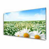 tulup.si Zidna obloga za kuhinju Daisy travnik flowers polje 120x60 cm