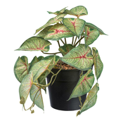 Veštačka Biljka Caladium