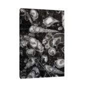 Canvas Slika na platnu Fosilni puževi Nemacka, Bez rama, 80 x 120 cm