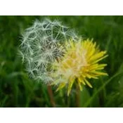 Institut Josif Pancic Caj maslacak list, 80g