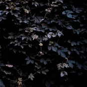 Michael Vallera - Vivid Flu (Limited Edition) (LP)