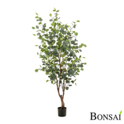 Evkalipt drevo 140cm - 101 do 150 cm