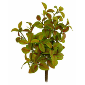Shishi Grm fitonije zeleno-rdeč 30 cm
