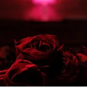The Paper Kites - Roses (CD) (Samo odprto)