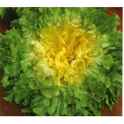 SOLATA ENDIVIJA ESKARIOL ZELENA BIG PACK 20gr