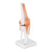 Model zgloba koljena