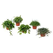 HIMALAYAMIX Zasadena biljka, raznovrsno, 12 cm
