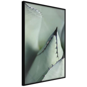 Poster - Young Leaf of Agave 20x30