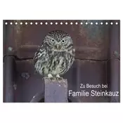 Zu Besuch bei Familie Steinkauz (Tischkalender 2026 DIN A5 quer), CALVENDO Monatskalender