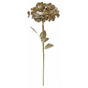 Shishi Zlata hortenzija, 60 cm