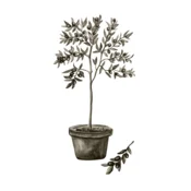 Venture Design Poster Olive 50x70 cm Zelena