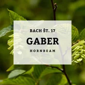 Bachove kapljice 17, Gaber - Hornbeam, 10 ml