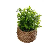 Lilum kuhinjsko bilje u korpi, 15cm