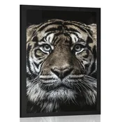 Plakat tiger - 20x30 white