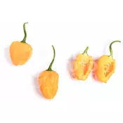 Scotch Bonnet Yellow – Sjemenke chili papricica