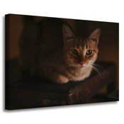 shumee Platno s tiskom Živali Domača mačka 70x50 cm