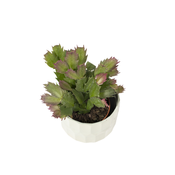 Schlumbergera truncata “Božićni kaktus”