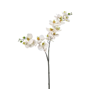 Orhideja veja bela 100 cm - bela - 76 do 100 cm