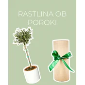Rastlina ob poroki (Oljka L)