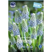 Čebulice Hrušica Peppermint, 20 kosov