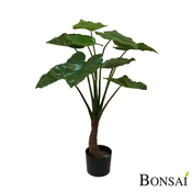 Alokazija 90cm v lončku