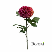 Dalija cvetna veja roza 74 cm - 50 do 75 cm
