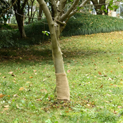 vidaXL Rola iz jute 0,25x10 m 100 % juta 200 g/m2
