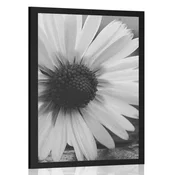 Plakat čudovita marjetica v črnobeli varianti - 20x30 white
