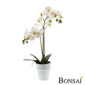 Aranžma Orhideja 65 cm v vazi belo-roza (Real touch) - 50 do 75 cm