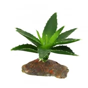 Lucky Reptile Lucky Reptile-Succulents Agave mala, približno 10 cm