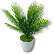 shumee Lončnica - Palma 54 cm