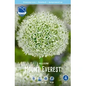 Čebulice Okrasni luk Mount everest, 1 kos