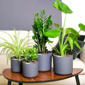 Bakarna traka za zaštitu od puževa 6 pcs Bakar 10 mm x 20 m