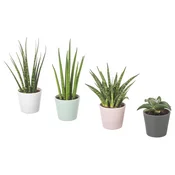 SANSEVIERIA Lončnica s cvetličnim loncem, bajonetka različne barve, 6 cm