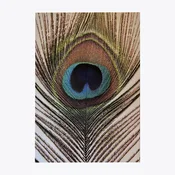 Royal Feather – stenska slika – 65 x 92,5 cm