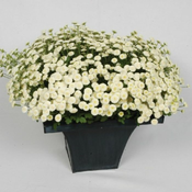 Flora Ekspres Seme cveća, Hrizantema Snežna lopta-Chrysanthemum (matricaria) vegmo snowball extra