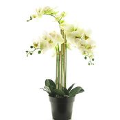 Orhideja RT 60cm v lončku - bela - 50 do 75 cm