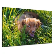 shumee Platno s sliko Živali Pes v travi 120x80 cm