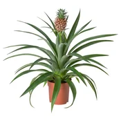 ANANAS Loncanica, ananas, 12 cm