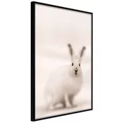Poster - Curious Rabbit 20x30