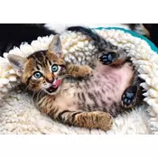 Trefl - Puzzle The funny cat - 1 000 kosov